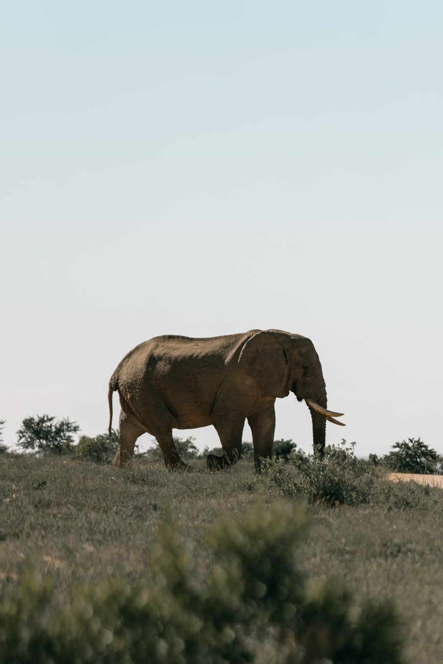 Sustainable Innovations for Endangered Species